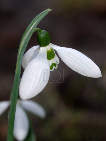 Snowdrop flower or Galanthus or milk flower is a herbaceous perennial plant of the Liliaceae family