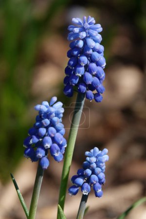 Lila Muscari Armenische Blumen blühen im späten Frühling