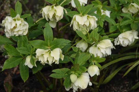 Hellebore flowers close-up on a flowerbed