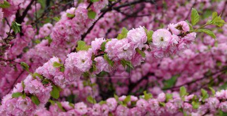 Almond triloba is a flowering plant shrub