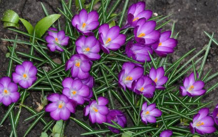 Photo for Crocus botanica is a herbaceous plant, family - Royalty Free Image