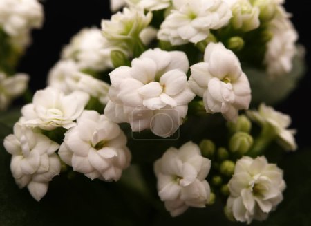 Kalanchoe Blossfeld es una planta herbácea perenne con flores suculentas de la familia Crassulaceae..