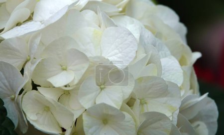 Flowers Hydrangea is a shrub plant of the Hydrangeaceae family.