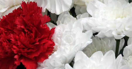 Garden carnation white and red flowers close-up