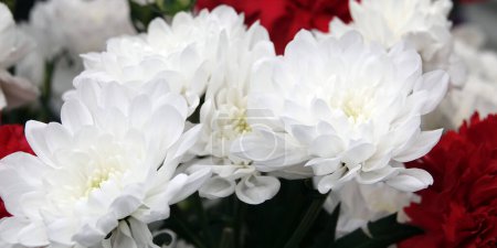 Clavel de jardín flores blancas y rojas de cerca