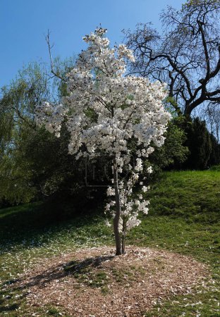 Magnolia officinalis tree with large flowers on the branches during the flowering period in spring