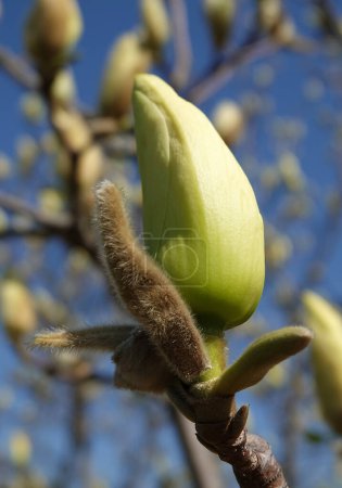 Magnolia officinalis arbre avec de grandes fleurs sur les branches pendant la période de floraison au printemps