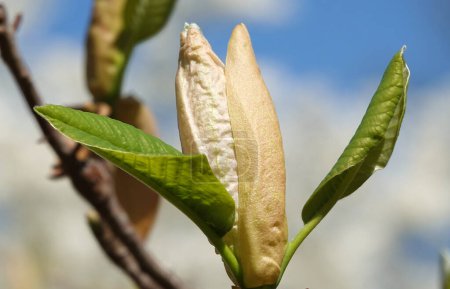 Magnolia officinalis tree with large flowers on the branches during the flowering period in spring