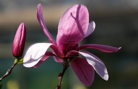 Magnolia lilyflower tree with large burgundy flower buds close-up