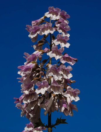 Paulownia tomentosa ou arbre impérial fleurit avec des fleurs lilas pendant la période de floraison