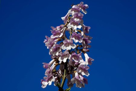 Paulownia tomentosa or imperial tree blooms with lilac flowers during the flowering period