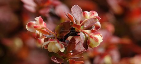 Edible garden barberry flowers on the branches of a bush in spring              