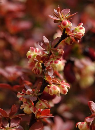 Edible garden barberry flowers on the branches of a bush in spring              