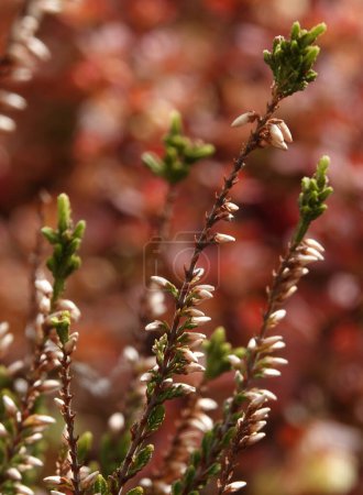 Flowers Common heather es una planta arbustiva siempreverde, una especie del género Flowering, familia Ericaceae
