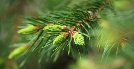 Coniferous tree branch with drops of dew - macro