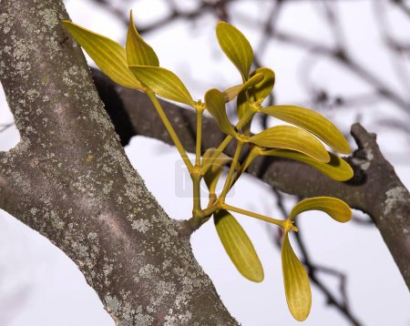 Photo for Mistletoe tree parasite in early spring on a tree branch - Royalty Free Image