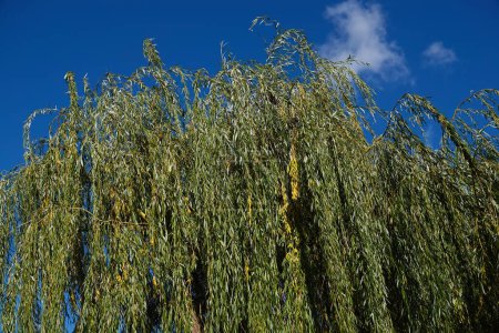 Hybrid-Weide mit langen Ästen in Nahaufnahme