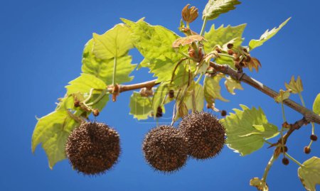 Sycamore cuneifolia tree with large seeds in the form of round hedgehogs