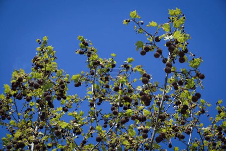Sycomore cuneifolia arbre avec de grandes graines sous la forme de hérissons ronds