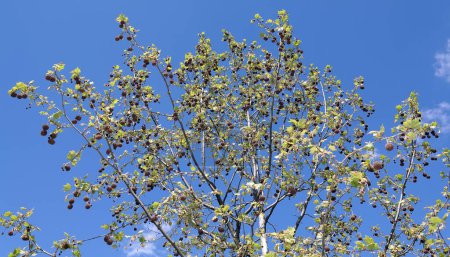 Foto de Árbol de Sycamore cuneifolia con semillas grandes en forma de erizos redondos - Imagen libre de derechos