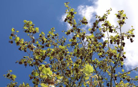 Foto de Árbol de Sycamore cuneifolia con semillas grandes en forma de erizos redondos - Imagen libre de derechos
