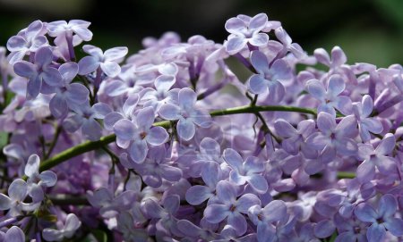 Lilas au printemps pendant la période de floraison, les lilas fleurissent avec de grandes grappes de petites fleurs