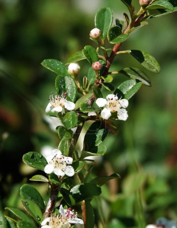 Die Blüten der Cotoneaster-Pflanze im Frühling sind kleine weiße und schöne Blüten