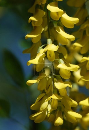 Flowers Bobovnik anagyriformes or anagyrofolia or Golden shower blooming in spring and summer