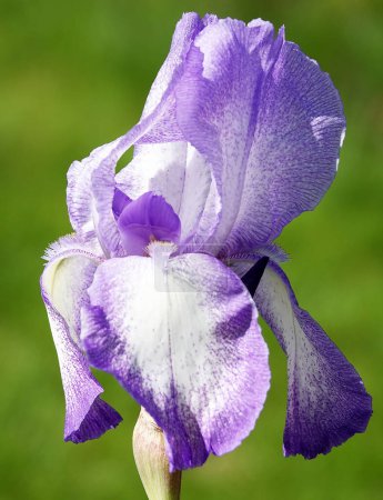 Blüten Iris Germanica mit blauen zarten Blütenblättern oder Hahn oder Iris tagsüber auf der Straße