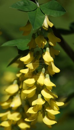 Flores Bobovnik anagyriformes o anagyrofolia o lluvia dorada floreciendo en primavera y verano