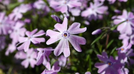 Flowers Phlox awl-shaped during the flowering period, delicate and beautiful flowers