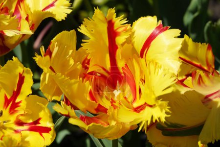 La fleur de tulipe perroquet est très délicate, lumineuse et belle pendant la période de floraison au printemps en plein air macro photographie