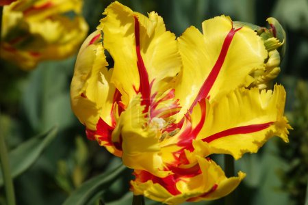 The Parrot Tulip flower is very delicate, bright and beautiful during the flowering period in the spring outdoors macro photography