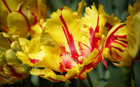 La fleur de tulipe perroquet est très délicate, lumineuse et belle pendant la période de floraison au printemps en plein air macro photographie