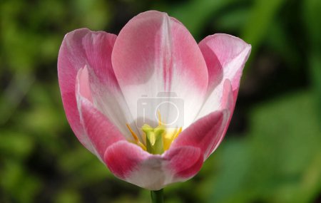 Tulip flower is very delicate and beautiful during the flowering period in spring outdoors macro photography