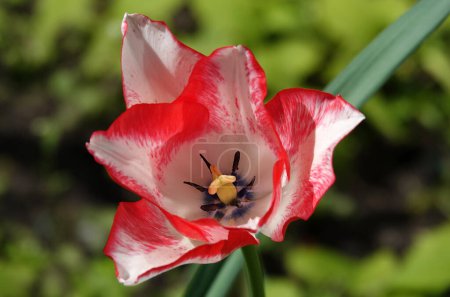 Tulpenblüte ist während der Blütezeit im Frühling im Freien sehr zart und schön Makrofotografie