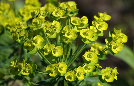 Euphorbia est une plante aux fleurs vertes qui pousse au printemps en Ukraine.
