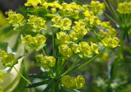 Euphorbia is a plant with green flowers growing in spring in Ukraine.