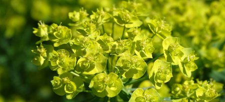 Euforbia es una planta con flores verdes que crecen en primavera en Ucrania.