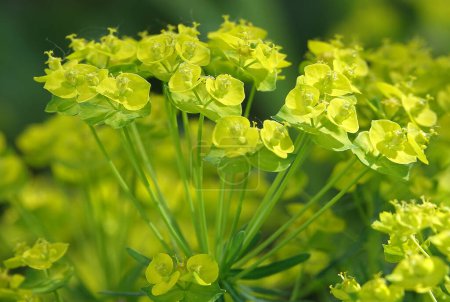 Euphorbia is a plant with green flowers growing in spring in Ukraine.