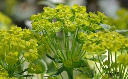 Euforbia es una planta con flores verdes que crecen en primavera en Ucrania.