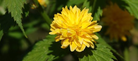 Las flores amarillas de cerca de Kerria japonica durante el período de floración son muy delicadas y hermosas.