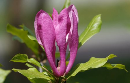 Magnolia lilyflower tree with large burgundy flower buds close-up