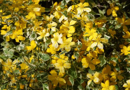 Hierba de San Juan floreciendo con flores amarillas en primavera