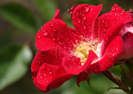 Flower of the Rose Dortmund close-up es una planta arbustiva perenne, familia Rosaceae, género rosa mosqueta