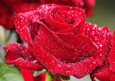 Red rose flower close-up es una planta arbustiva perenne, familia Rosaceae, género Rosa.