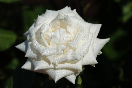 Weiße Rosenblüte in Nahaufnahme ist eine mehrjährige Buschpflanze, Familie Rosaceae, Gattung Hagebutten