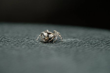 Foto de Macro photography of jumping spider, menemerus semilimbatus.Family Salticidae, feeding on an insect. - Imagen libre de derechos