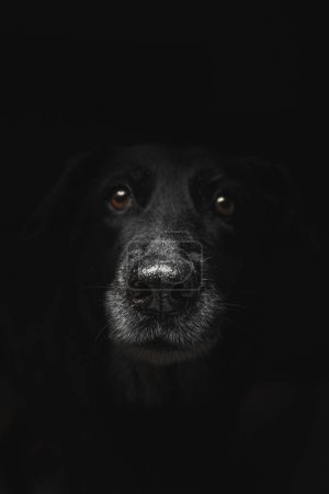 Foto de Retrato de perro rescatado negro con fondo negro - Imagen libre de derechos