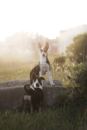 Foto de Retrato de dos cachorros callejeros en el campo. - Imagen libre de derechos